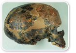 Fossil skull from Qafzeh (Israel)
